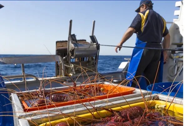 Australia yêu cầu dán nhãn nguồn gốc thủy sản tại các nhà hàng bắt đầu từ tháng 72025