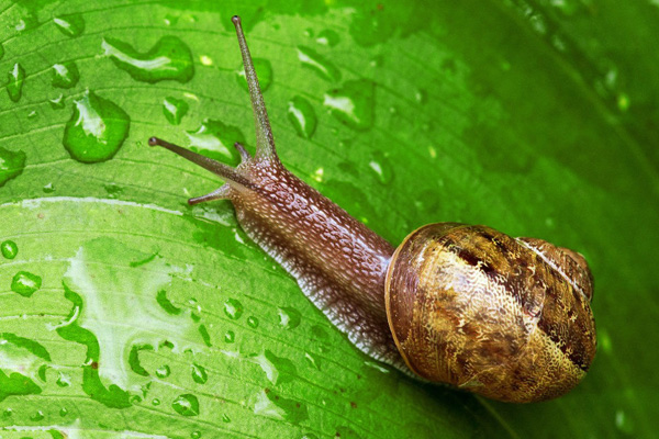 Philippines nghiên cứu ốc sên làm thức ăn nuôi cho cá chim 