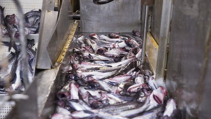 Sản lượng đánh bắt cá minh thái, cá tuyết của Nga giảm trong quý 12025