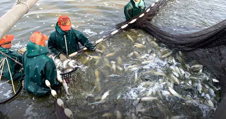 Đài Loan chuyển hướng xuất khẩu thủy sản sang Úc, cho ngư dân vay vốn