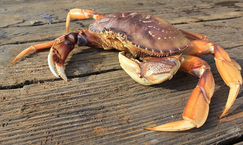 Các ưu đãi về cua ăn thả ga đang biến mất khỏi thực đơn của người Mỹ