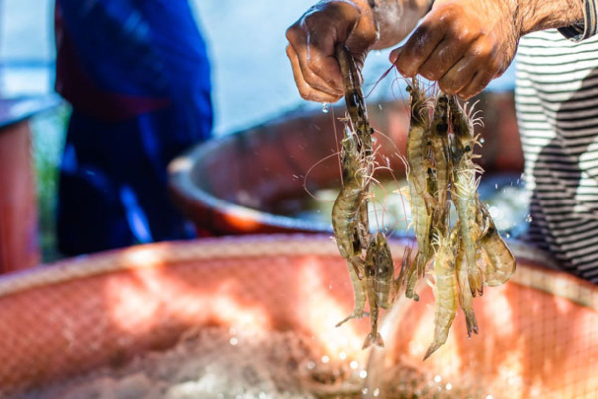 Giá tôm nguyên liệu của Ấn Độ có khả năng giảm do bất ổn về thuế quan