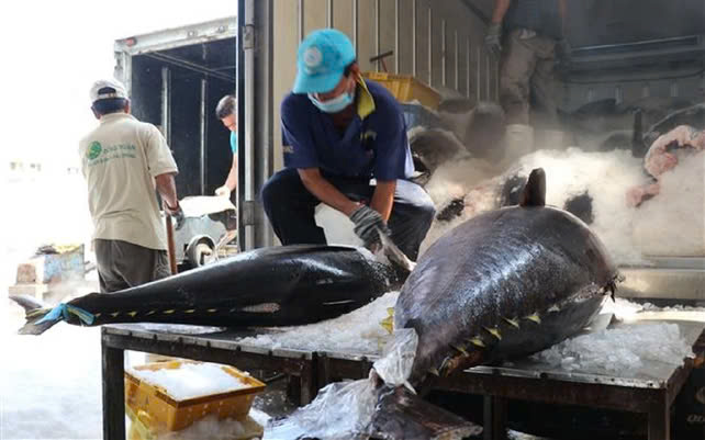 Các nhà xuất khẩu cá ngừ Nhật Bản thận trọng với mức thuế của Hoa Kỳ