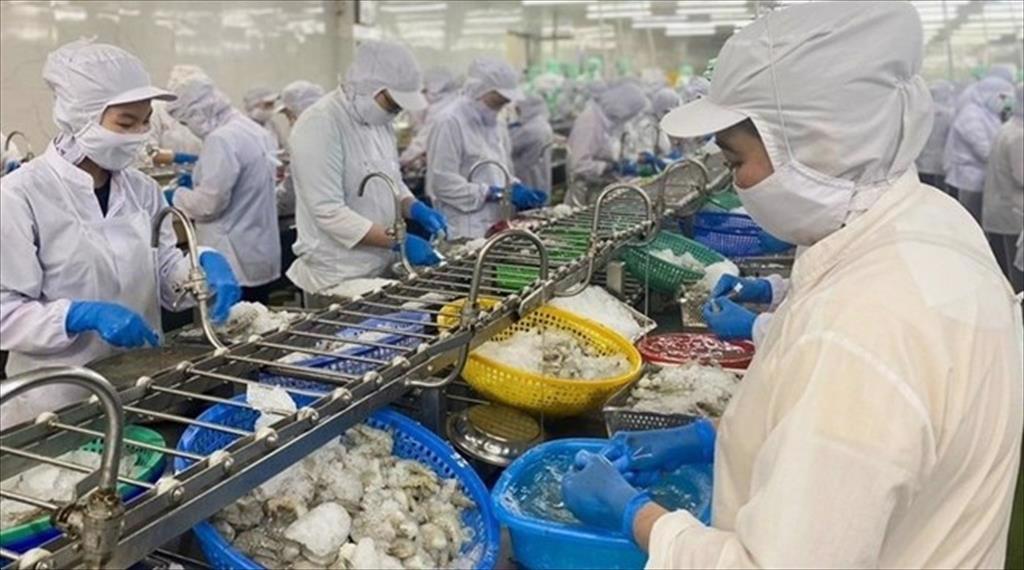 Không để đứt gãy chuỗi sản xuất tôm ở Cà Mau trước thuế mới của Mỹ