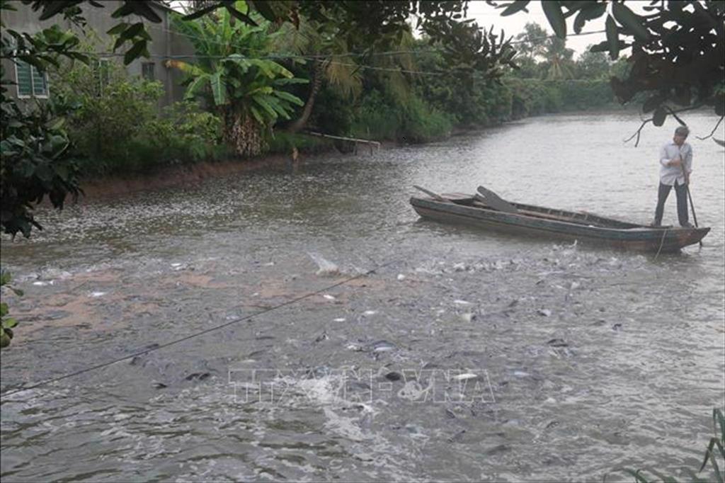 Đưa đất bãi bồi vào nuôi cá da trơn xuất khẩu