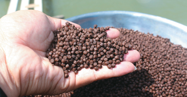 Tiềm năng lớn từ thức ăn thủy sản thế hệ mới 