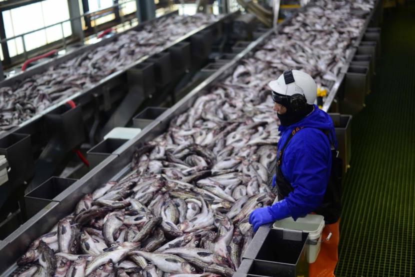 Cá minh thái Alaska vụ A kết thúc với sản lượng PBO, surimi, trứng cá tăng