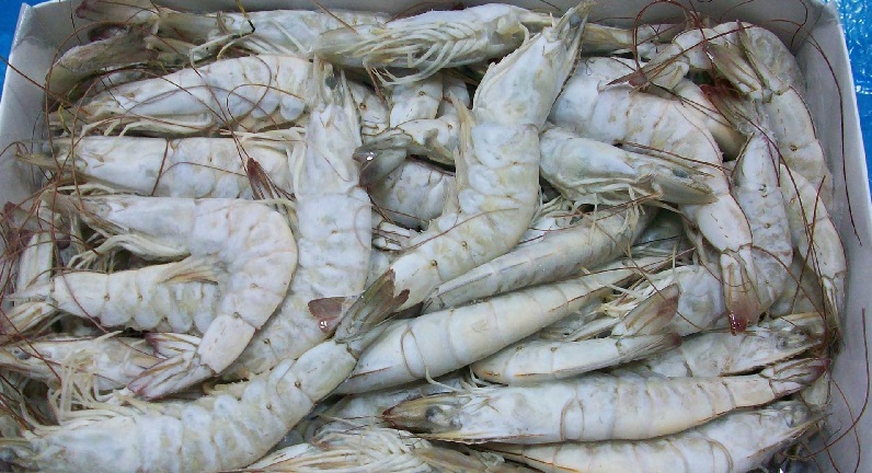 Gabriel Luna cân nhắc tác động của thuế quan Hoa Kỳ với tôm Ecuador