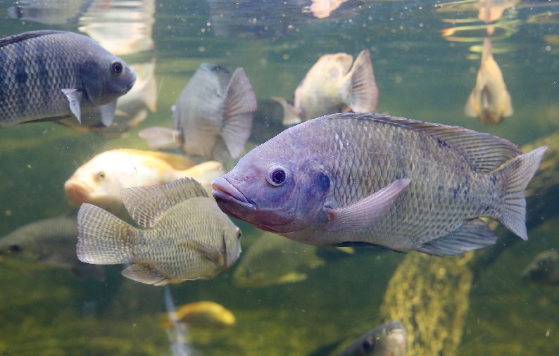 FAI Farms (Anh) ra mắt ứng dụng tại Kenya để cải thiện phúc lợi cá rô phi 