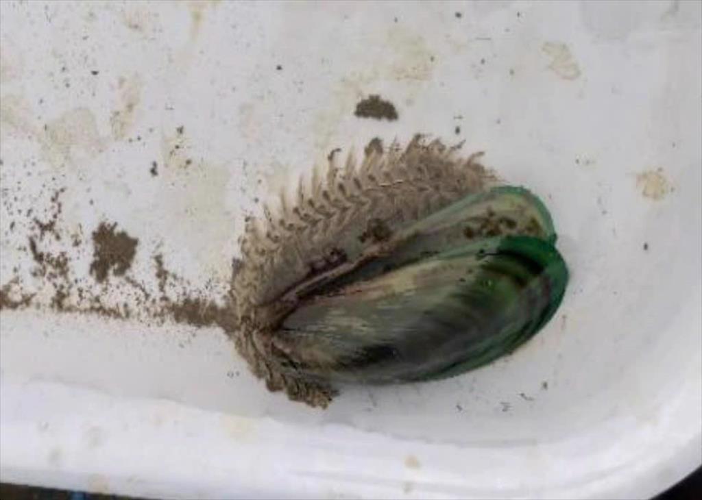 Cảnh báo loài sâu biển xuất hiện gây hại vùng nuôi nhuyễn thể