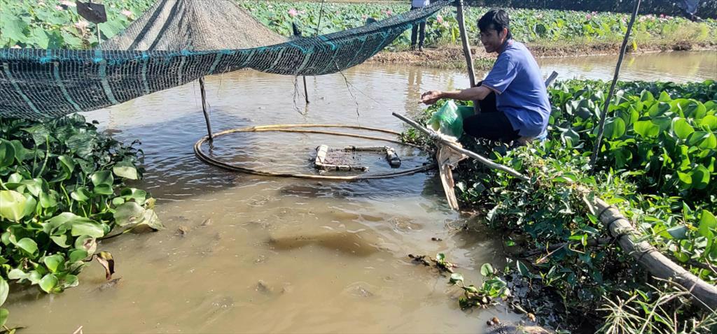 Nuôi cá xen canh giúp cải tạo ao nuôi tôm hiệu quả