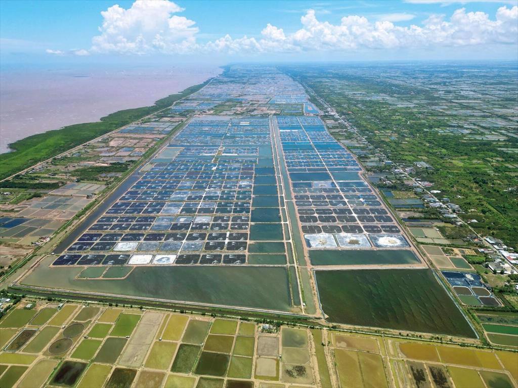 Tôm Việt vào cuộc đua xanh