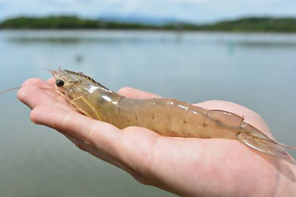 Giá bán buôn tôm của Ecuador tăng ở Trung Quốc do tồn kho cạn kiệt