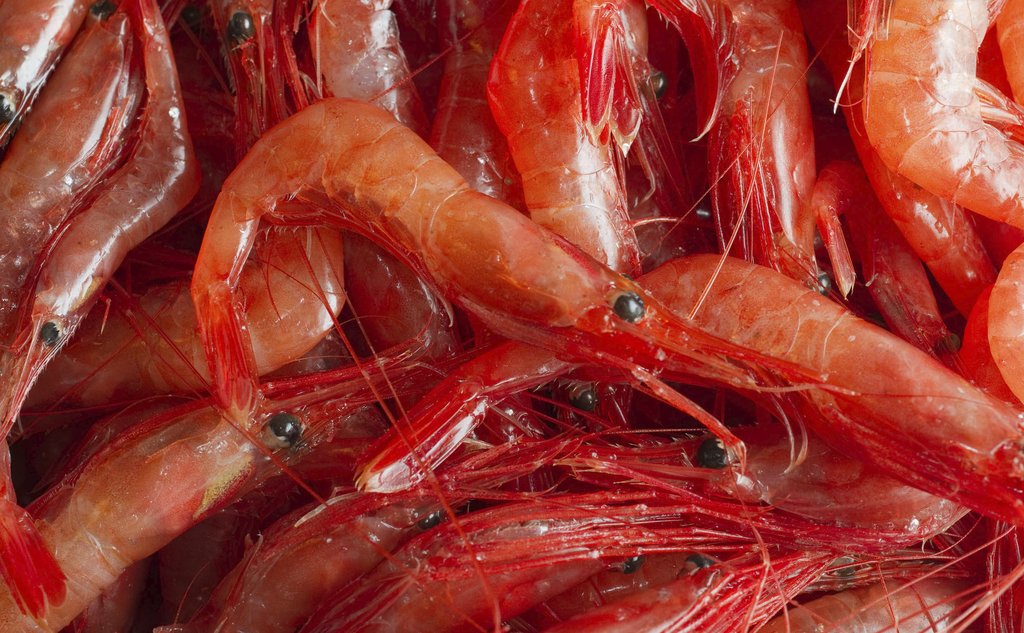 Nga Tăng sản lượng khai thác tôm nước lạnh