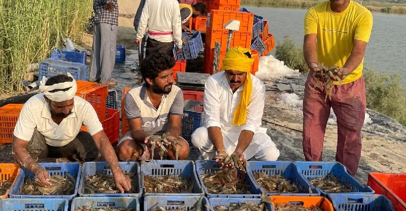 Ấn Độ xuất khẩu gần 600.000 tấn tôm trong năm 2024 