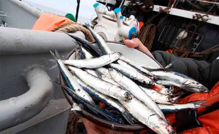 Peru Vụ khai thác cá cơm đầu tiên của năm 2025 ở miền nam cho sản lượng tốt