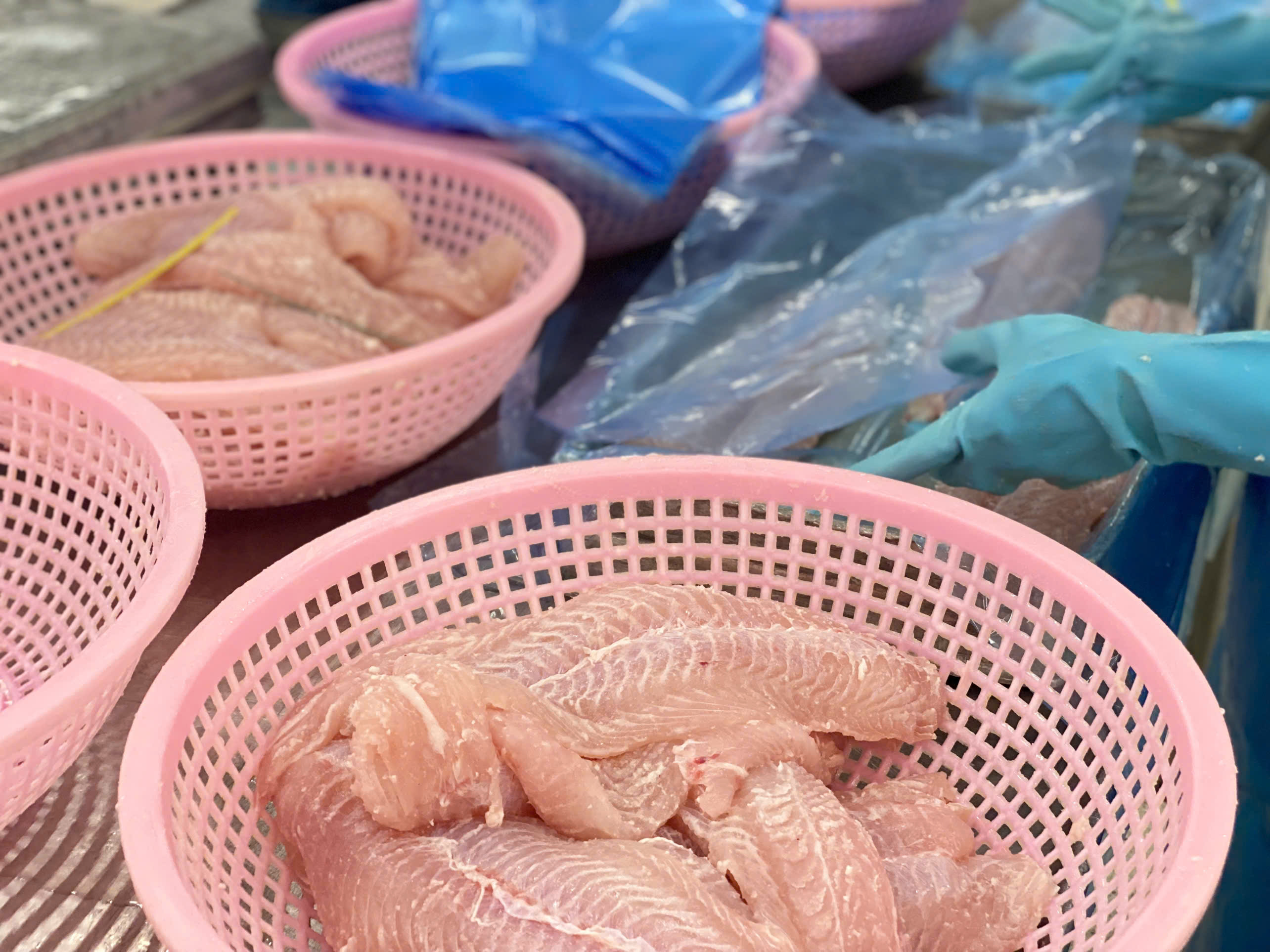 Lào lần đầu tiên xuất khẩu cá tra sang Trung Quốc 