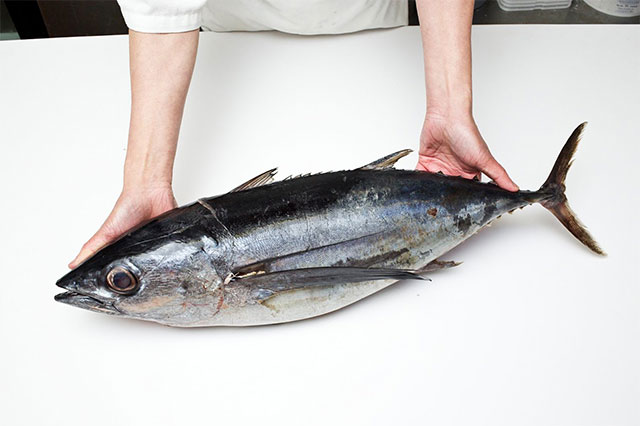 Tây Ban Nha Tiến tới nghề cá ngừ bền vững bằng thiết bị FADs phân hủy sinh học 