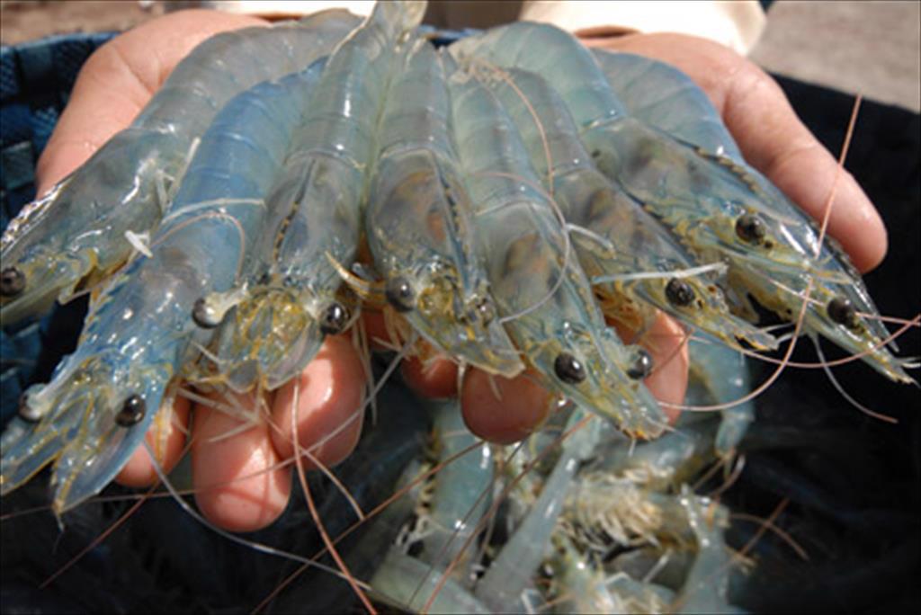 Vietnam charts green path for shrimp industry amid global sustainability push