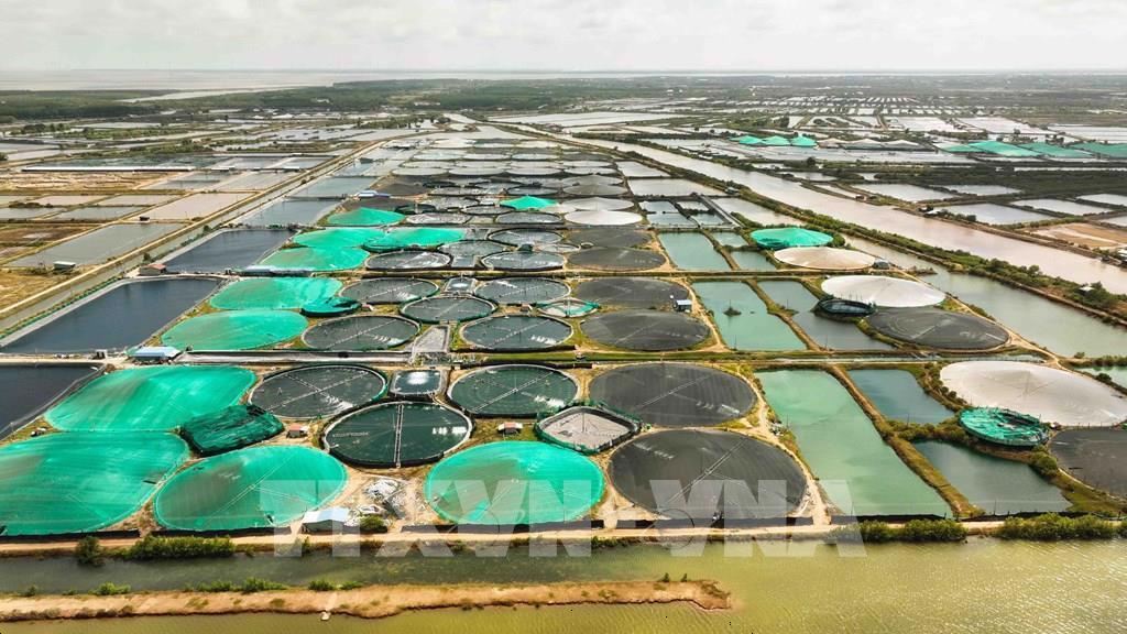 Vietnam’s shrimp sector embraces the green transition
