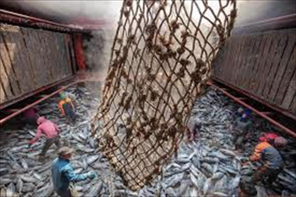 Giá cá ngừ Bangkok tiếp tục tăng do nguồn cung hạn chế