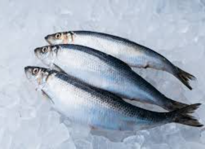 Sản lượng đánh bắt cá trích Nhật Bản giảm mạnh 61%