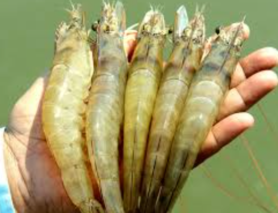 Ấn Độ kêu gọi cắt giảm thuế nhập khẩu đầu vào nuôi tôm