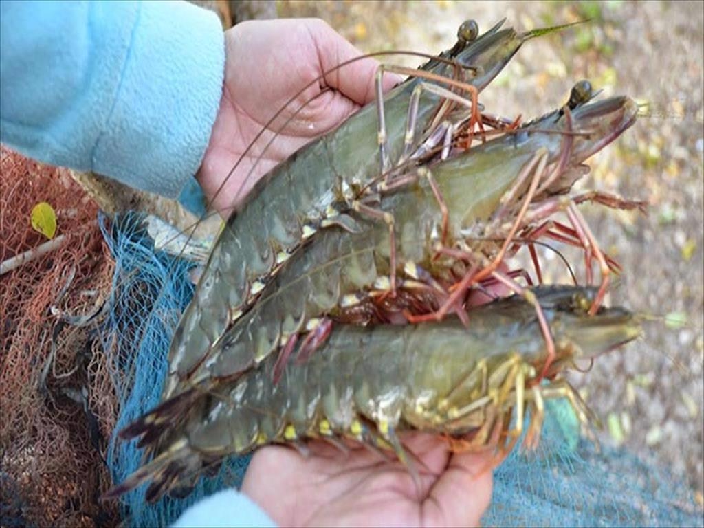 Phát triển ngành tôm Cà Mau trở thành trung tâm nuôi tôm hiệu quả, bền vững