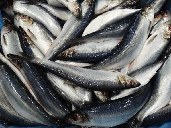 Hàn Quốc Nhập khẩu cá trích đông lạnh tăng mạnh trong tháng 32025