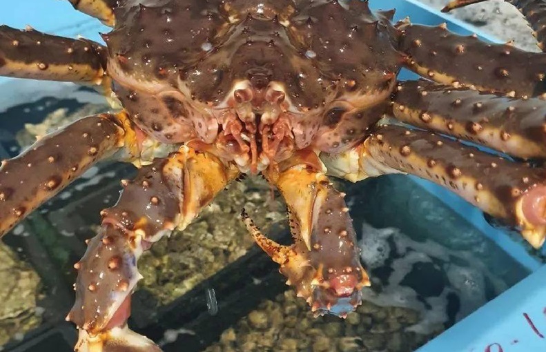 Nga Xuất khẩu cua tăng trong QI2025 