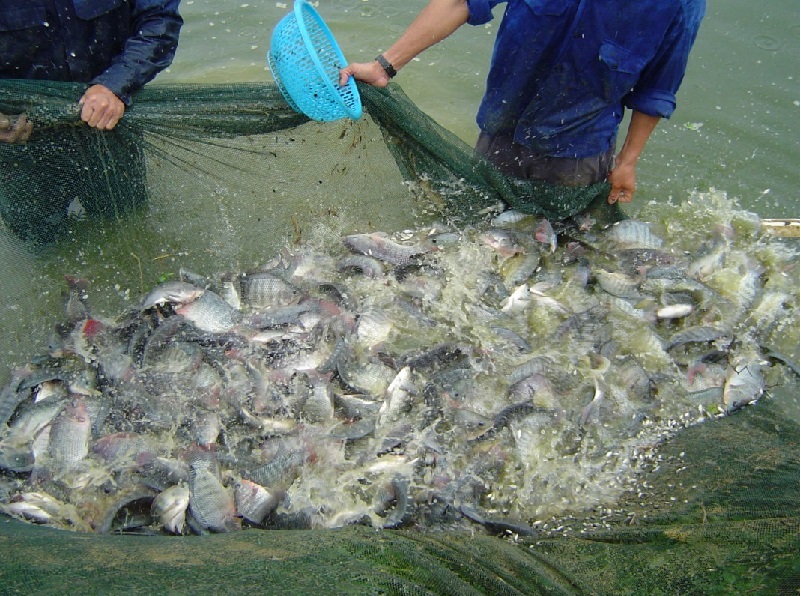 Brazil Giá cá rô phi biến động theo nguồn cung địa phương