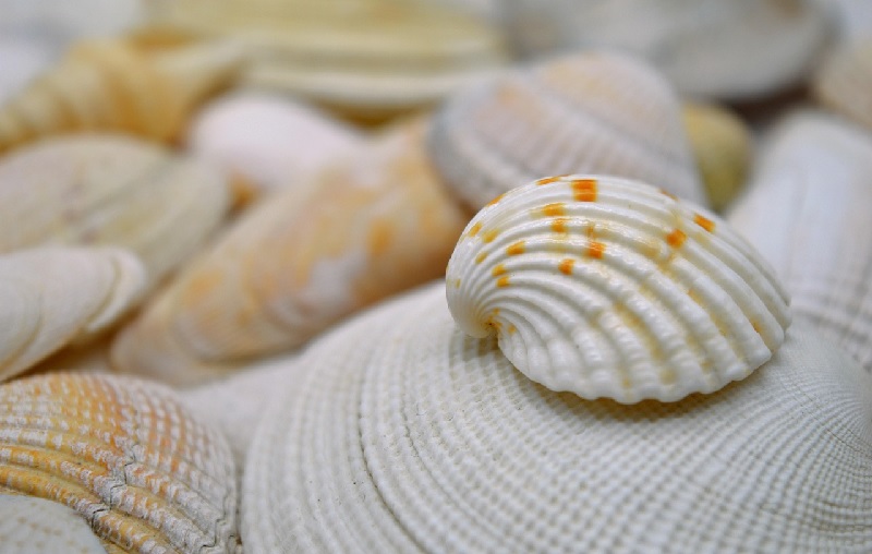 Trung Quốc vươn lên thành thị trường tiêu thụ lớn nhất nhuyễn thể có vỏ của Việt Nam