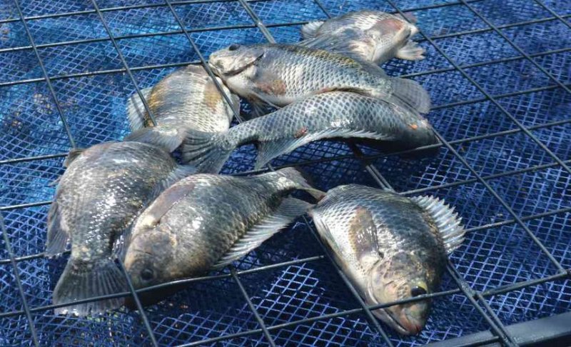 Các nhà xuất khẩu cá rô phi Trung Quốc hướng đến thị trường Châu Á - Thái Bình Dương