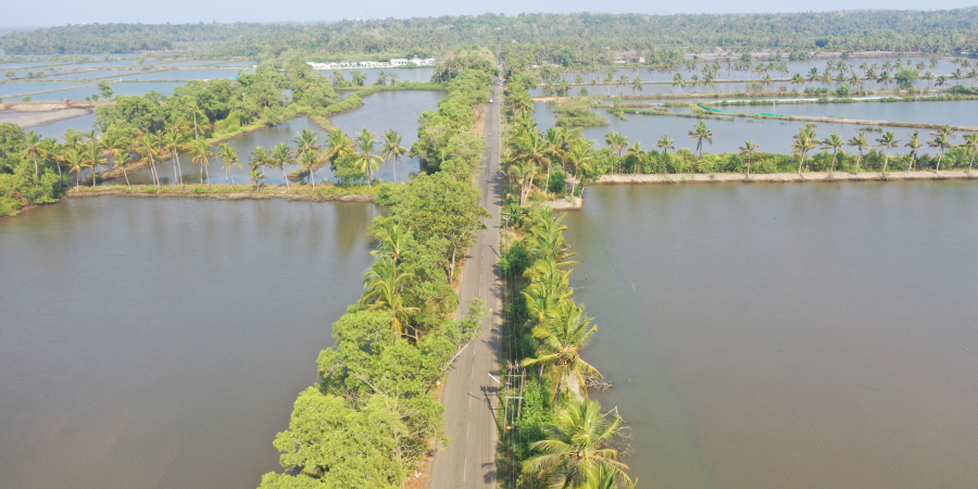 Ấn Độ Sản xuất tôm ở Andhra Pradesh chững lại