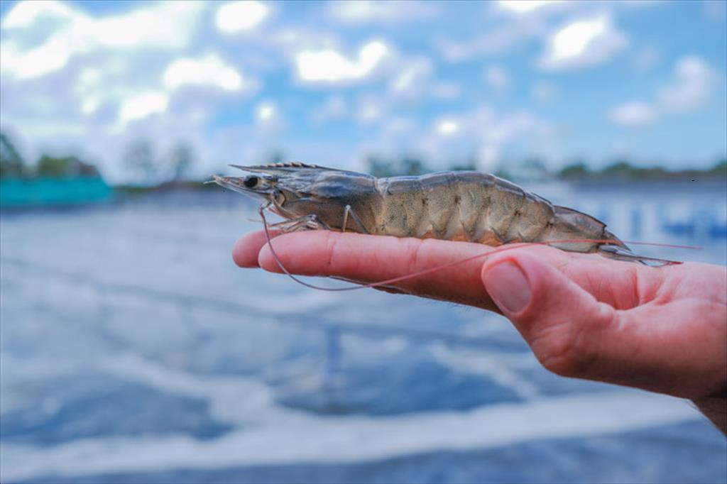 Vietnam’s shrimp exports to the EU rebound in Q12025 market diversification gains traction amid U.S. tariff policies