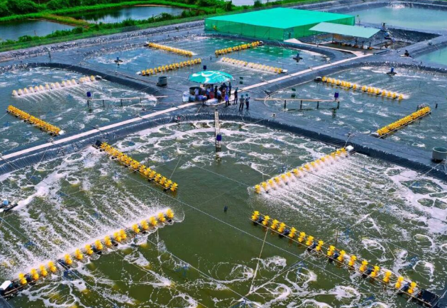 Trung Quốc đánh giá dấu chân carbon trong nuôi tôm công nghệ cao