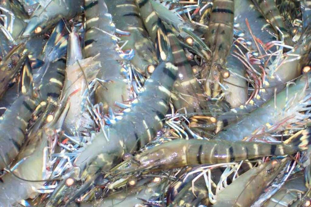 Giá tôm tăng trở lại
