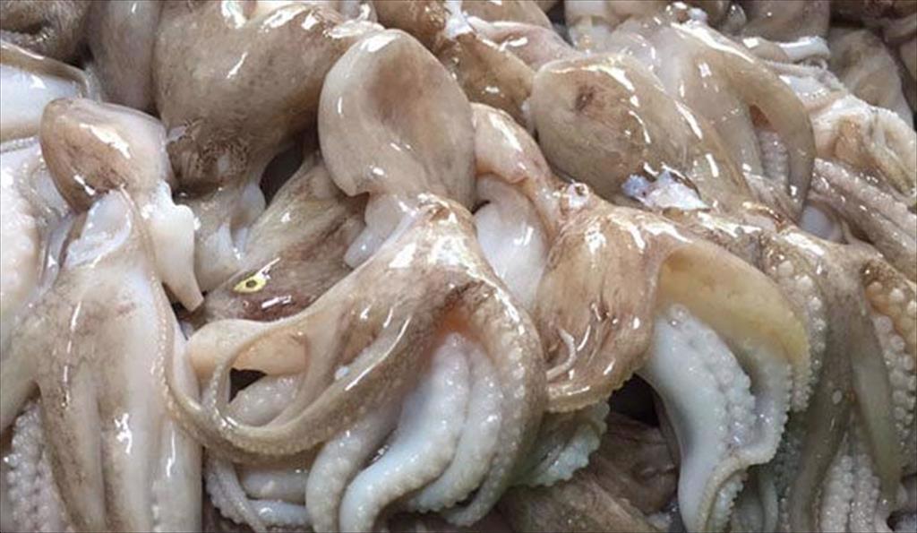 Giá bạch tuộc tăng kỷ lục trong bối cảnh nhu cầu cao ở EU, Hoa Kỳ