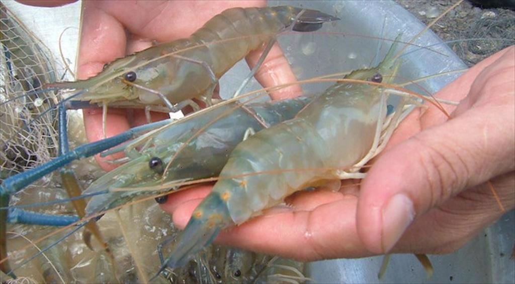 Thị trường tôm nhập khẩu của Trung Quốc tiếp tục chịu áp lực giá bất chấp kỳ nghỉ lễ