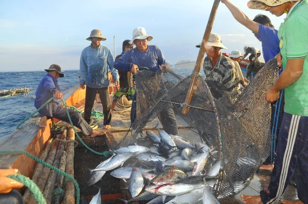 Nguồn nguyên liệu cá ngừ trong nước cần nhanh chóng được khơi thông