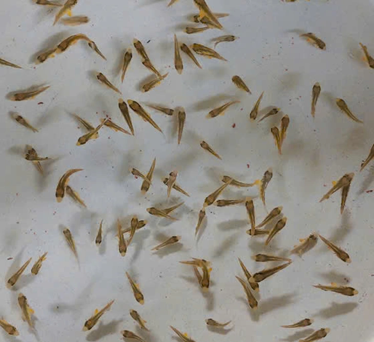 Việt Nam là nước đầu tiên trên thế giới sản xuất thành công giống cá cam đắt giá