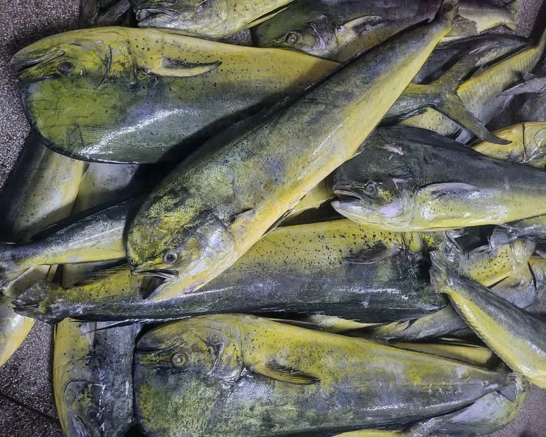 Tổng thống Đài Loan cam kết bảo vệ ngành thủy sản của nước này trong các cuộc đàm phán thuế quan