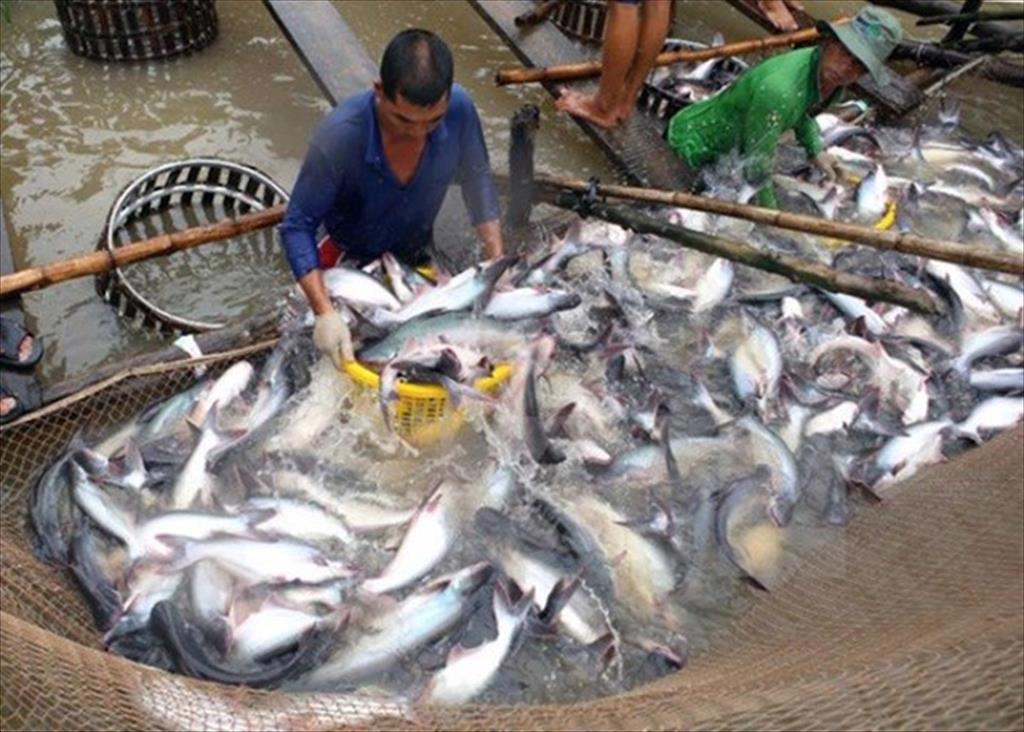 Dong Thap targets pangasius production value of VND 13,056 billion by 2030