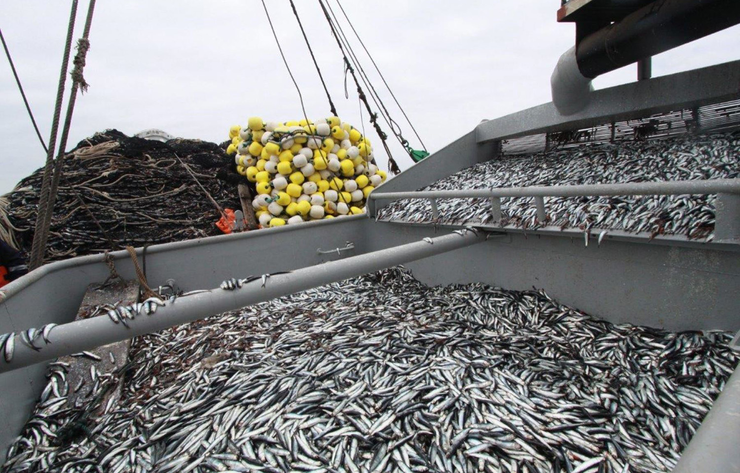 Nguồn cung hải sản của Peru tăng vọt 