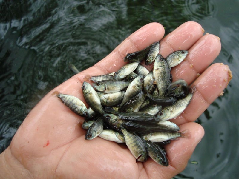 Trà Vinh phát triển mô hình nuôi cá rô phi thích ứng biến đổi khí hậu