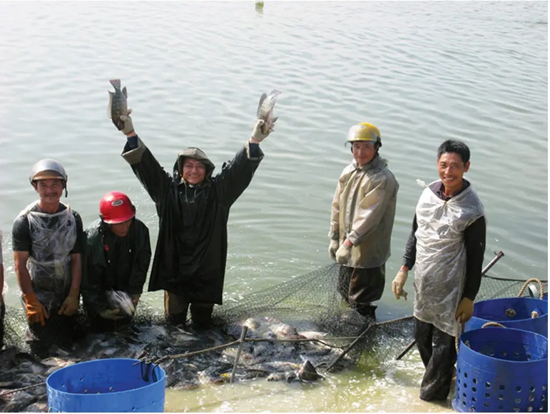 Giá cá rô phi Trung Quốc phục hồi khi các nhà máy phục hồi đơn đặt hàng