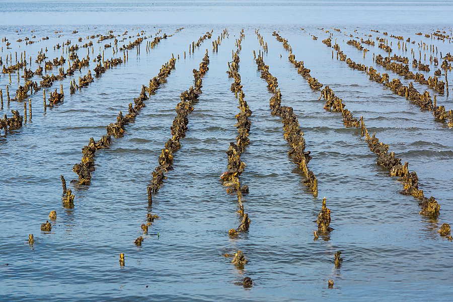 Pew Ngành nuôi trồng thủy sản phải có vai trò lớn hơn trong quản lý đánh bắt cá nổi