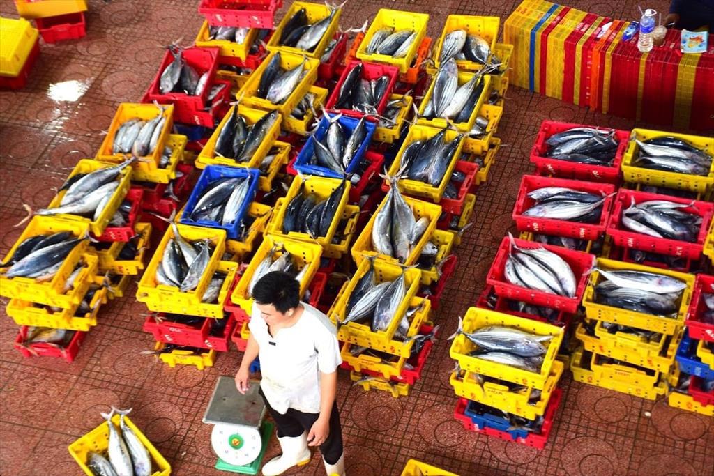 Giá cá ngừ sọc dưa quá thấp, ngư dân muốn bỏ biển