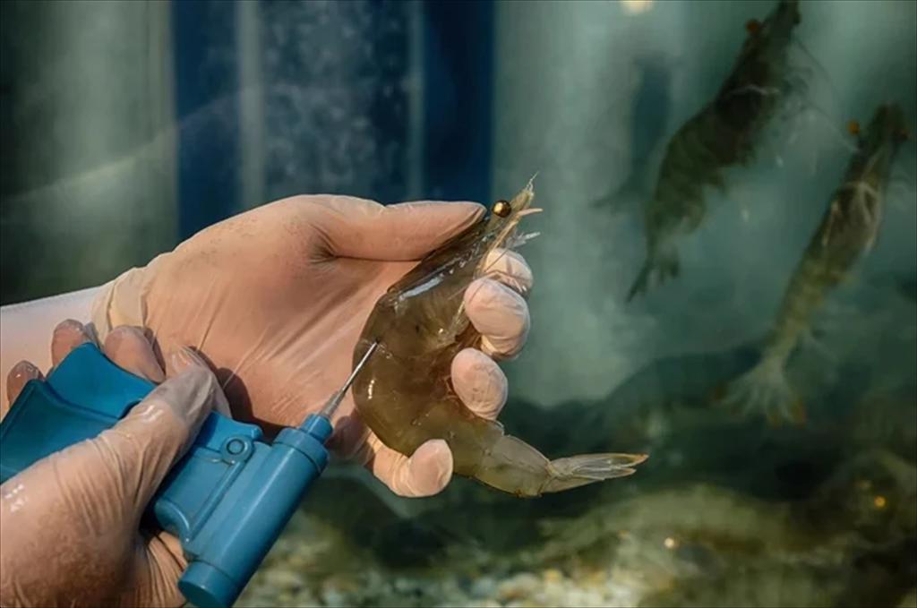 Công nghệ nuôi tôm của Việt Nam không thua bất kỳ quốc gia nào