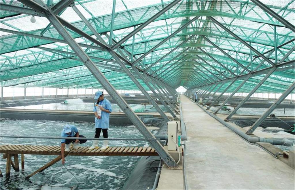 Viet-Uc Group accelerates technology adoption to elevate Vietnam’s shrimp industry